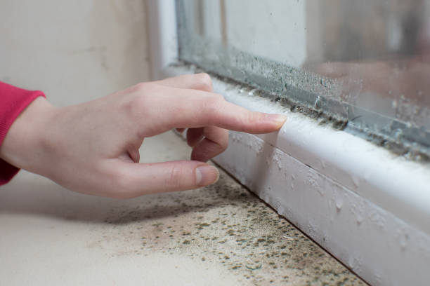 Best Attic Mold Removal  in Pelham Manor, NY