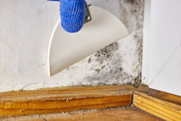 Best Indoor Air Quality Assessment  in Pelham Manor, NY